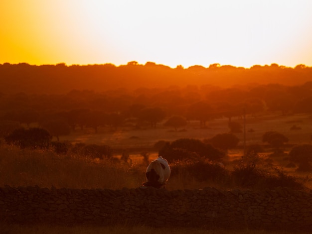 Photo rear view of man on field against sky during sunset