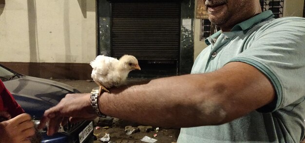 Rear view of man holding a chick