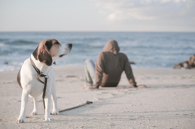 Foto vista posteriore di un uomo seduto accanto al cane sulla spiaggia
