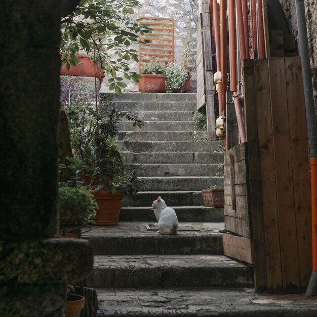 Photo rear view of man sitting on staircase by building