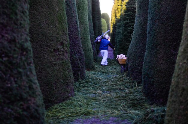 Photo rear view of man standing amidst hedges