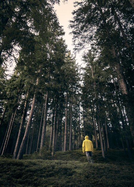 Photo rear view of man standing by trees in forest