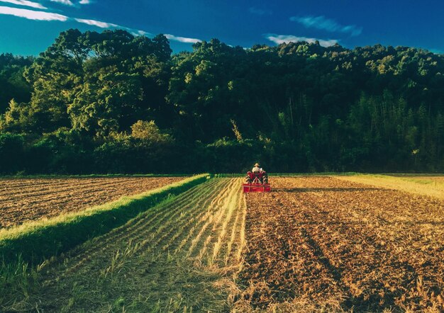 Foto vista posteriore di un uomo in trattore su un campo agricolo contro gli alberi