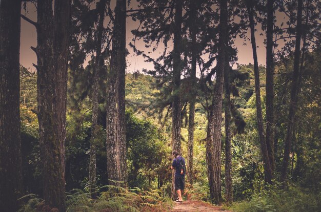 Rear view of man walking amidst trees in forest