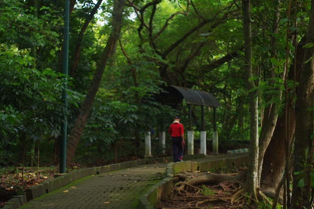 Photo rear view of man walking on footpath in park