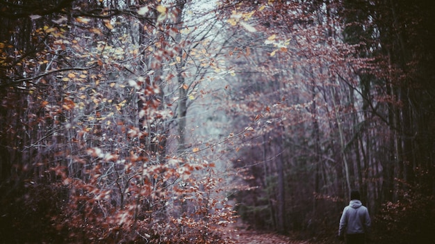 Photo rear view of man walking at forest during autumn