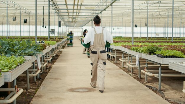 Photo rear view of man walking in greenhouse