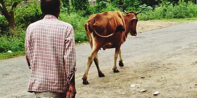 Rear view of man walking on road