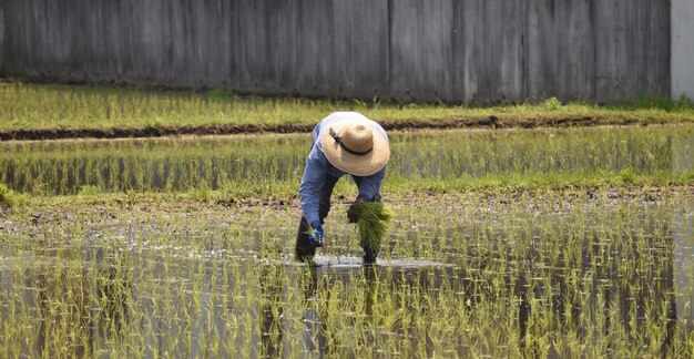 Photo rear view of man working in field