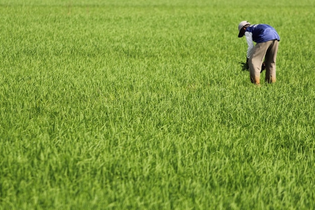 Photo rear view of man working on field