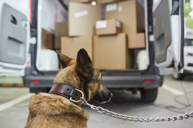 トラックで貨物を守る軍の羊飼いの犬の背面図