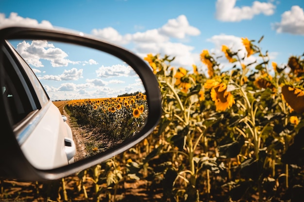 Foto vista posteriore nello specchio di un'auto bianca che guida su una strada rurale tra campi di girasole vista paesaggio rurale