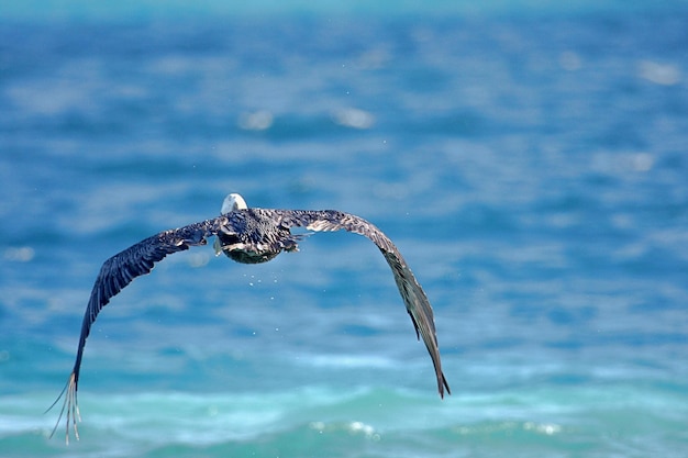 写真 海上を飛ぶ鳥の後ろの景色