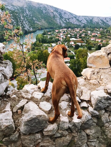 Фото Сзади собака на скале