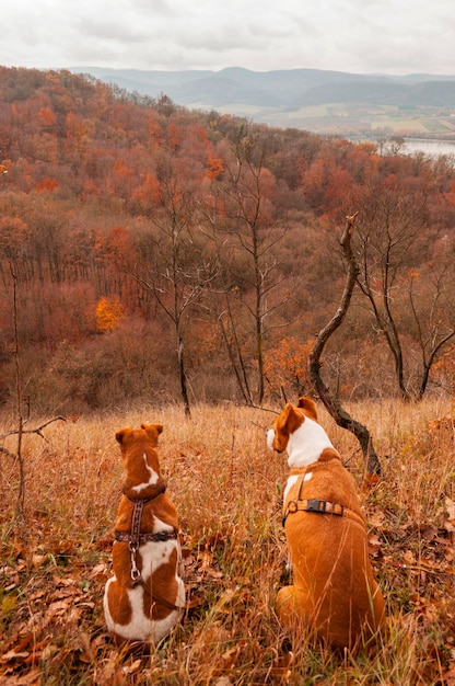 写真 空の向こうの風景に座っている犬の後ろの景色