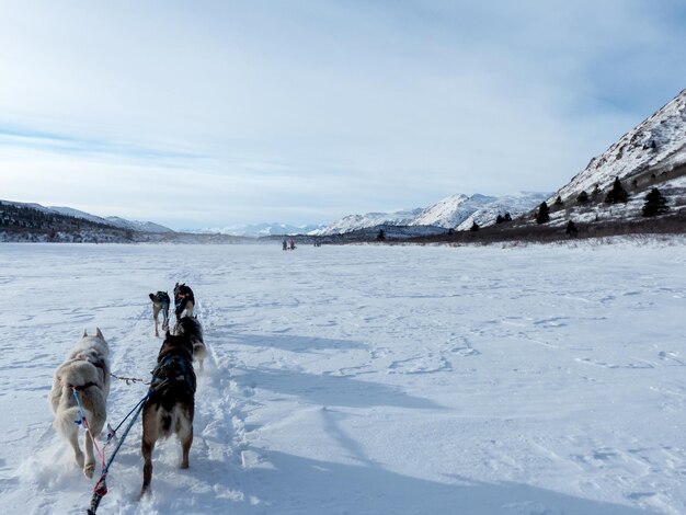 写真 雪の中をスレッドを引っ張る犬の後ろの景色