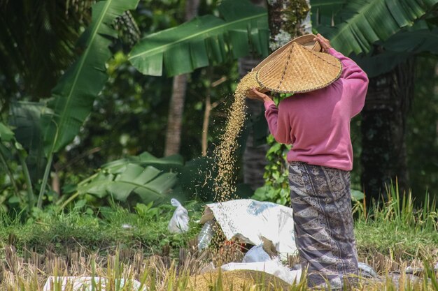 写真 畑 で 穀物 を る 農夫 の 後ろ の 景色