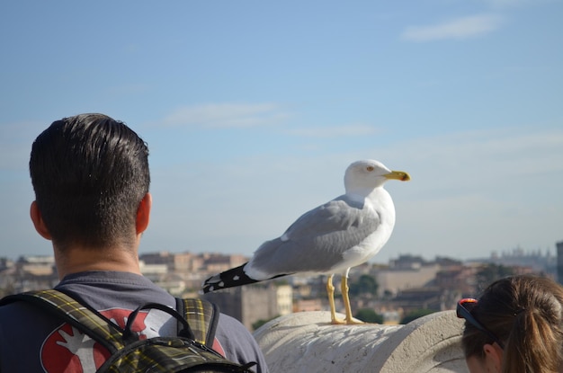 写真 ガチョウ に 座っ て いる 人 の 後ろ の 景色