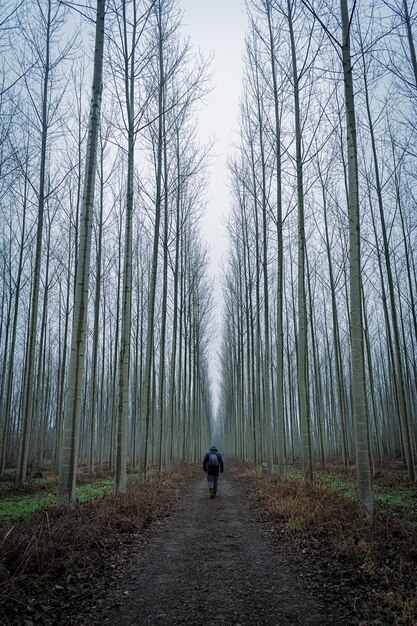 写真 森の裸の木の上を歩く人の後ろの景色