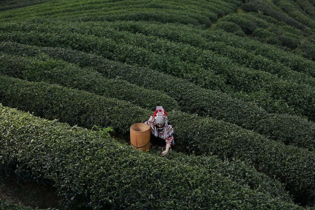 写真 農地での女性の後ろの景色