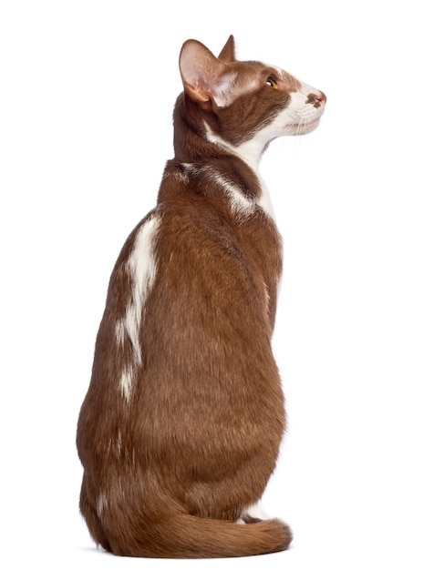 Rear view of an Oriental Shorthair sitting and looking away