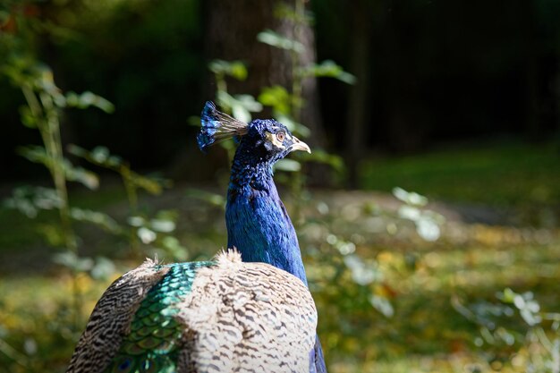 Photo rear view of a peacock walking in the park