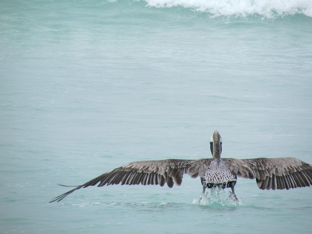 Foto vista posteriore di un pellicano che vola sopra il mare