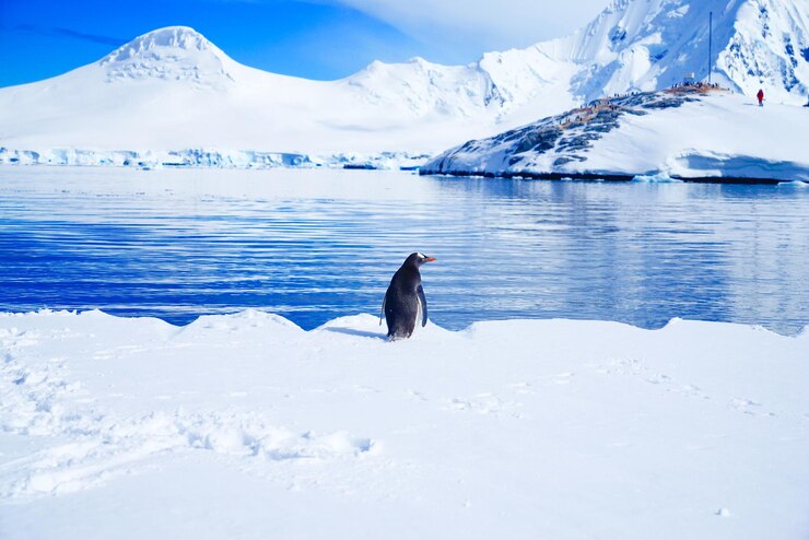 Photo 雪に覆われた湖岸のペンギンの後ろの景色