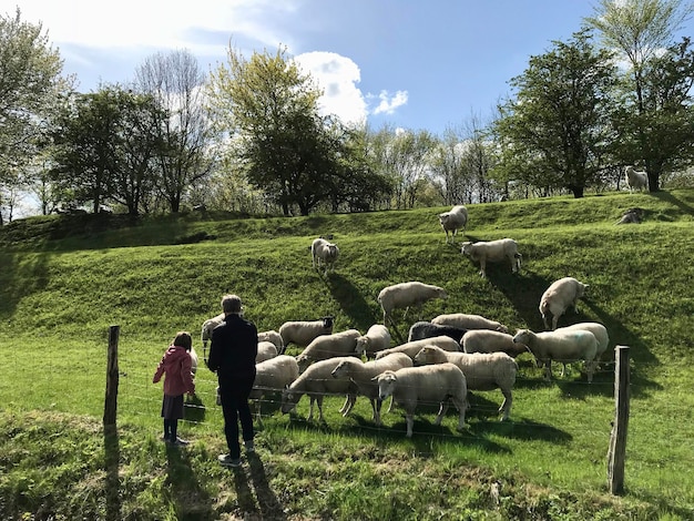 Foto vista posteriore di persone sul campo contro gli alberi