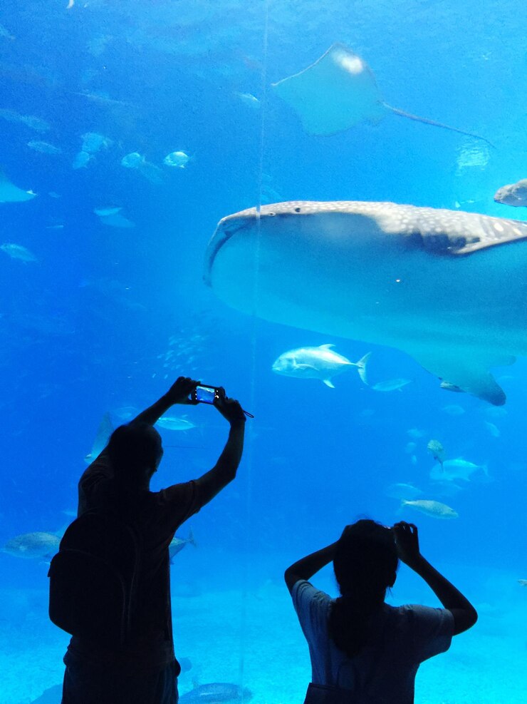 Photo rear view of people photographing fishes in aquarium