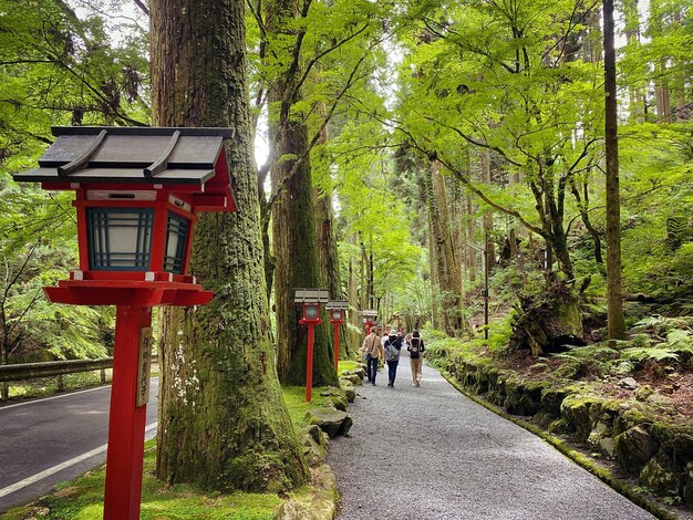 Foto vista posteriore di persone che camminano sul sentiero tra gli alberi della città