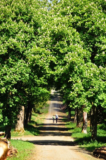 Foto vista posteriore di persone che camminano sul sentiero tra gli alberi