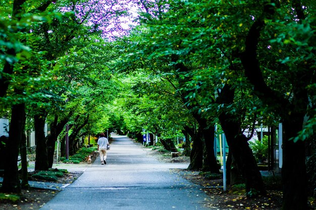 Rear view of people walking on footpath amidst trees