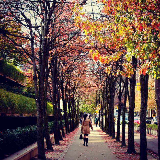 Rear view of people walking on pathway amidst trees