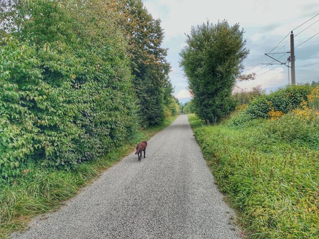 樹木の中の道路を歩く人々の後ろの景色