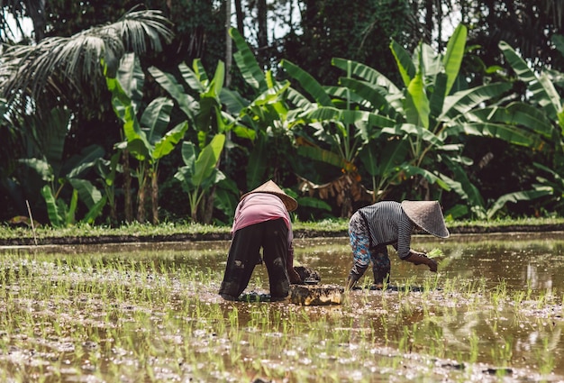 Rear view of people working on rice fields