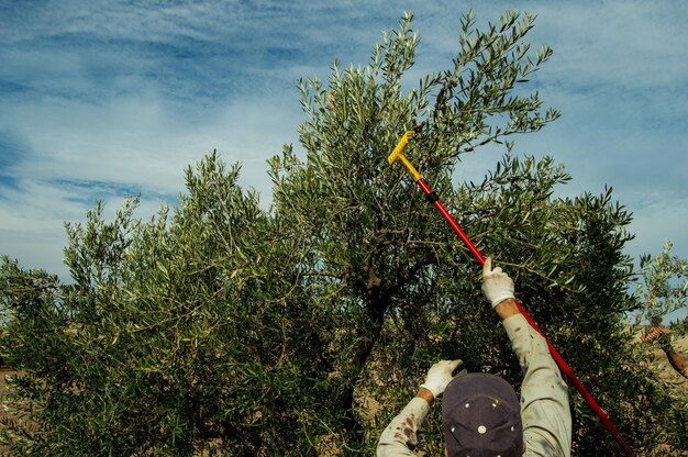 Foto vista posteriore di una persona che raccoglie le olive dalla pianta contro il cielo