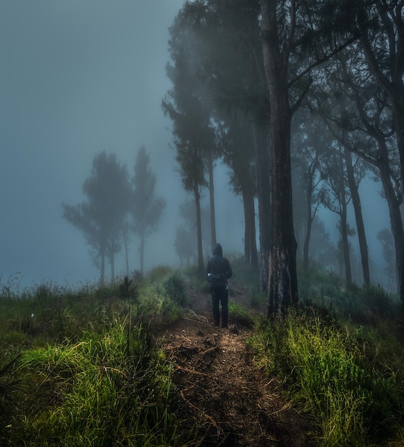 Photo rear view of person standing on trail by trees during foggy weather at night