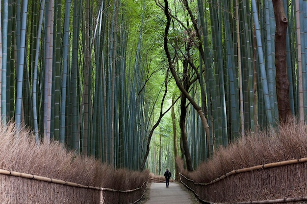 Rear view of person walking along a path lined with tall bamboo trees