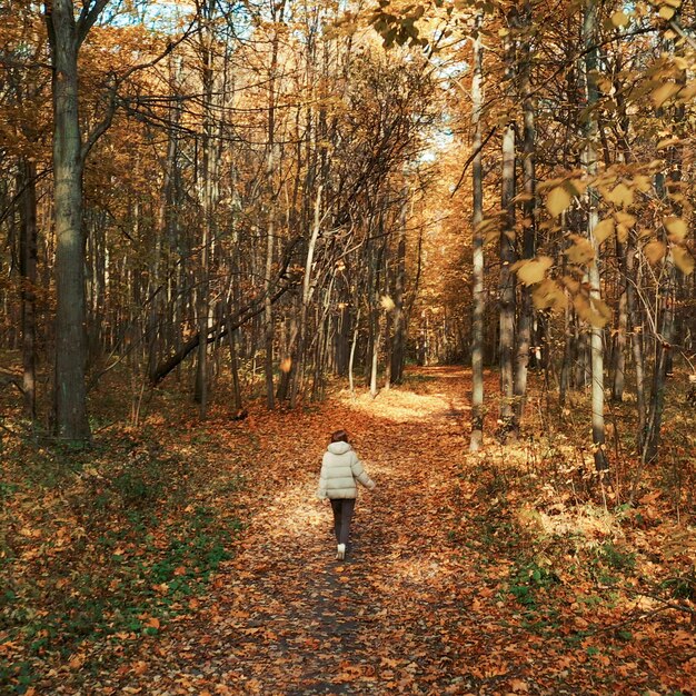 Обратный вид человека, гуляющего в лесу осенью