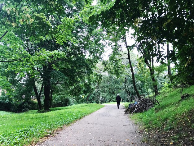 Rear view of person walking on road amidst trees