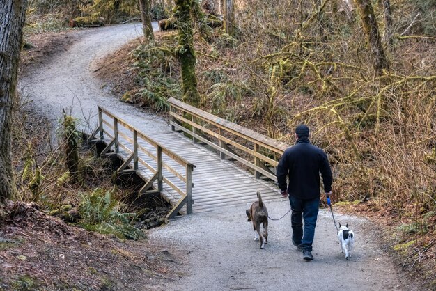 歩道を歩く犬と一緒に歩いている人の後ろの景色