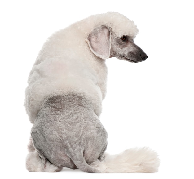 Rear view of Poodle, 1 year old, sitting in front of white wall