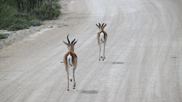 Photo rear view of running antelope