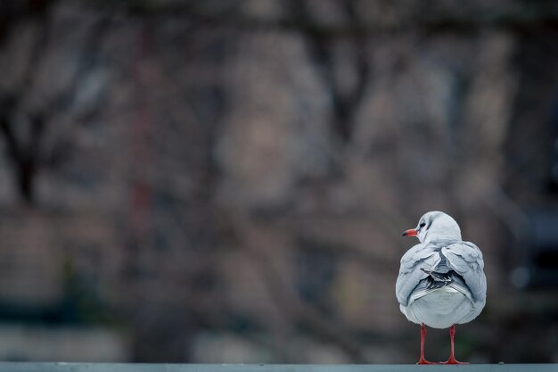 Photo rear view of a seagull against blurred background