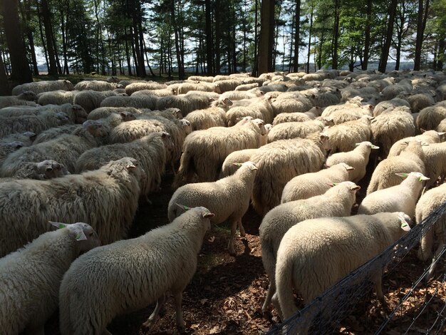 Photo rear view of sheep on landscape