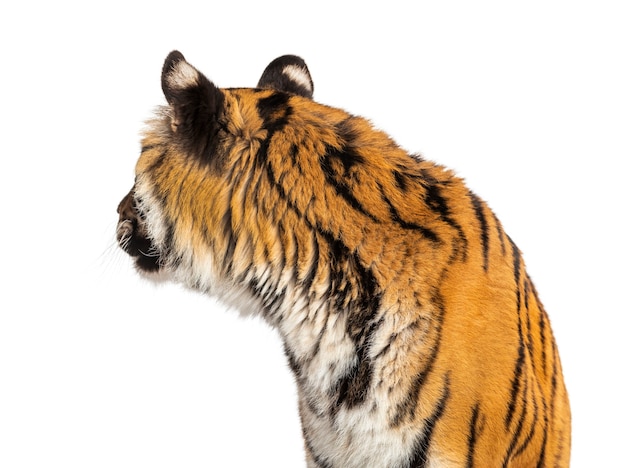 Rear view of a tiger's head looking backwards, big cat, isolated on white