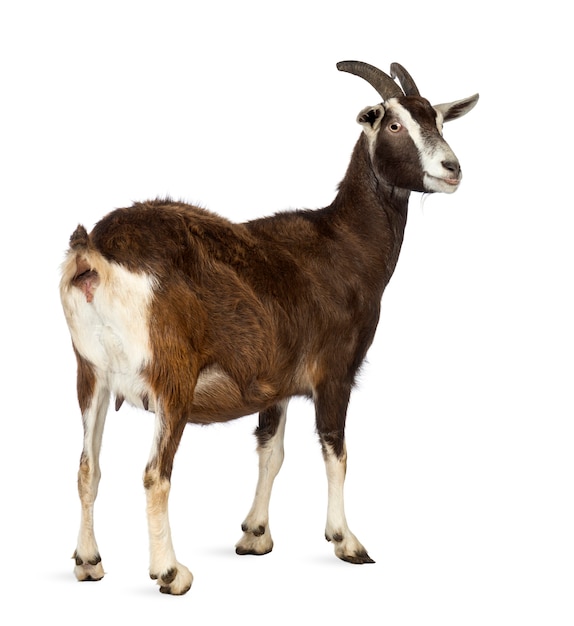 Rear view of a Toggenburg goat looking away against white space