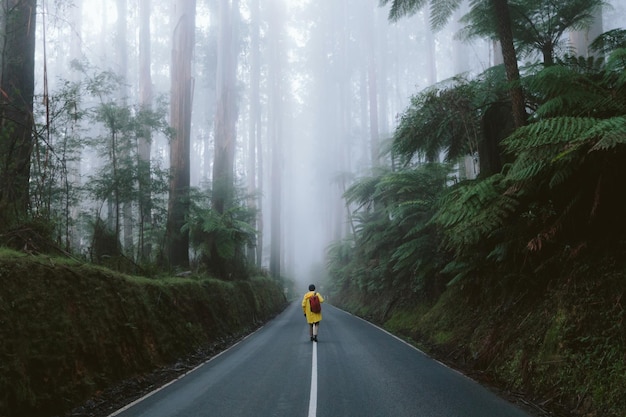 霧の森の道路を歩く旅行者の後ろの景色