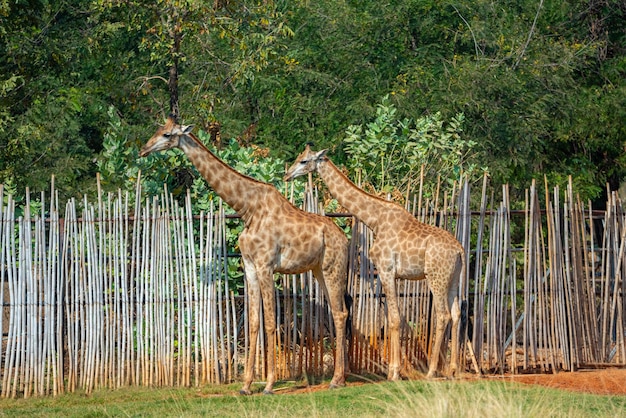 Rear view of two giraffe standing on green grass against fence with looking at zebra on the other side of fence